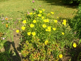 These flowers were in the yard of someone else, but I had to take a photo of them!